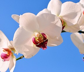 怀孕两个月内的症状（怀孕两个月有什么症状是什么样子的）